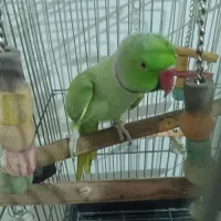 طوطی ملنگو نر سخنگو روخ تو روخ حرف میزنه