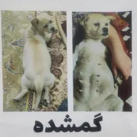 سگ شیتزوماده حامله مریض هستش|حیوانات|مشهد, شهید بهشتی|دیوار