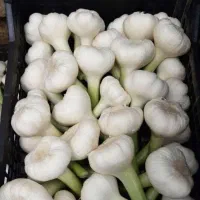 سیرتازه