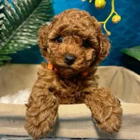 سگ پودل/تاینی توی/زیر قیمت