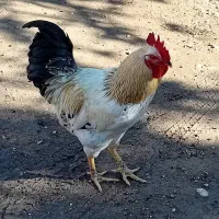 فروش خروس جوان