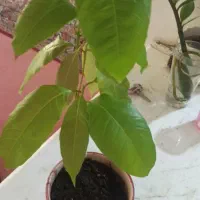 درخت انبه