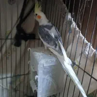 عروس هلندی ابلغ نر
