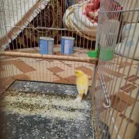 قناری نر مست خون|پرنده|مشهد, رده|دیوار