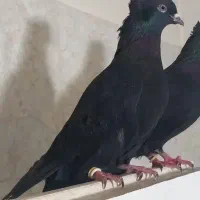 کبوترزاغ کاکلی