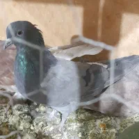 کفتر|پرنده|ساوه, |دیوار