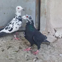 باسلام تعدادی کبوتر نروماده