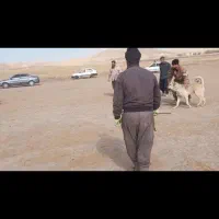 پژدر ۲۰ماه