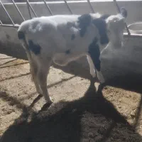 گوساله|حیوانات مزرعه|نیشابور, شهید جعفری|دیوار