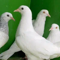 کبوتر پتی واله اصل پاکستانی