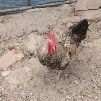 خروس|حیوانات مزرعه|نسیم‌شهر, |دیوار