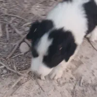 واگذاری سه عدد توله خوشگل س.گ|سگ|ایلام, |دیوار