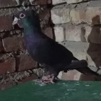 کبوتر زاغ نر کاکلی