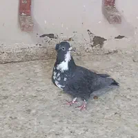 کفتر شهری و کرمانی|پرنده|شیراز, آزادگان|دیوار