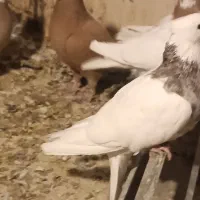 سه تا کفتر گرفتنی قیمت تعاونی|پرنده|بهار, |دیوار