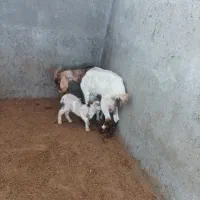 بز دو قلو|حیوانات مزرعه|شیروان (خراسان), |دیوار