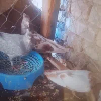 کفتر