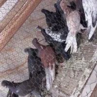 ۱۸ عدد کفتر رنگی هم برا پراندن هم سربری