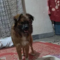 سگ پا کوتاه خیلی عالی بدون هیچ مشکلی شناسنامه دار|سگ|نورآباد ممسنی, |دیوار