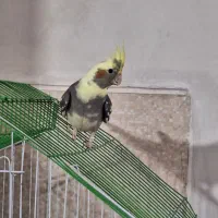 عروس هلندی و قفس