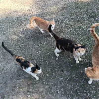 واگذاری گربه