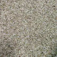 تخم کتان ، قناری عروس طوطی برزیلی