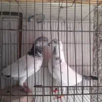 کبوتر پرشی تضمینی