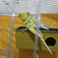 جفت مرغ عشق پروانه ای|پرنده|قزوین, |دیوار