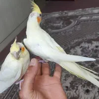 انواع عروس هلندی از جوجه تا مولد