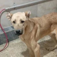 توله سرابی|سگ|گرگان, |دیوار