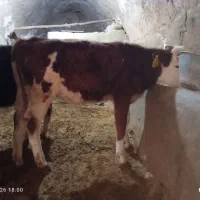 گوساله سیمیتال