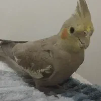 عروس هلندی  مرواریدی ماده