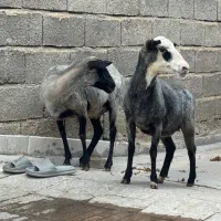 میش ابستن رومانف