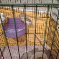 یک جفت قناری ماده آماده بفروش میرسد