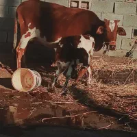 راهنمایی گاوشیری