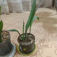 حراج گیاه آپارتمانی ۱۰۰ تومن