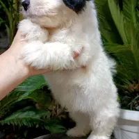 واگذاری سگ پشمالو ۲ عدد ق مت۵|سگ|کوچصفهان, |دیوار