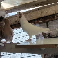 کفتر زردی ماهرو ابلغ تیکه پاره