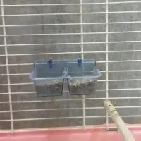 فروش عروس هلندی|پرنده|شیراز, رکنآباد|دیوار