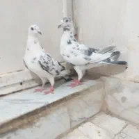 جفت نامبر دنوک رش