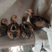 جوجه سبرایت