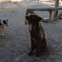 توله لاس فی 10تخفیف پایه معامله|سگ|شاهین‌شهر, برخوار غرب|دیوار