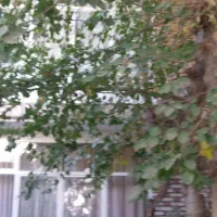 فروش زمین ۱۰۴ متری در نازی‌آباد|فروش زمین و ملک کلنگی|تهران, نازی‌آباد|دیوار