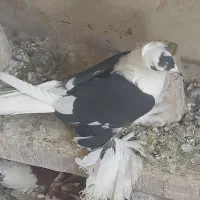 کفتر|پرنده|تبریز, |دیوار