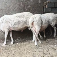 قوچ لاکن|حیوانات مزرعه|اشکذر, |دیوار