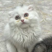 گربه