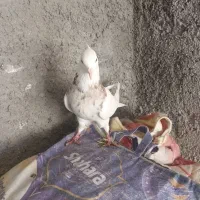 طوقی دره شهر|پرنده|دره شهر, |دیوار