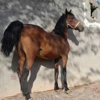 اسب