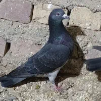 چاپی  گرفتنی ومعاوضه|پرنده|نیمروز, |دیوار