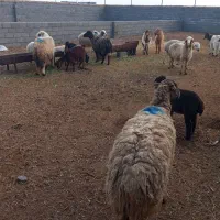 میش‌فروشی|حیوانات مزرعه|جلگه ماژان, |دیوار